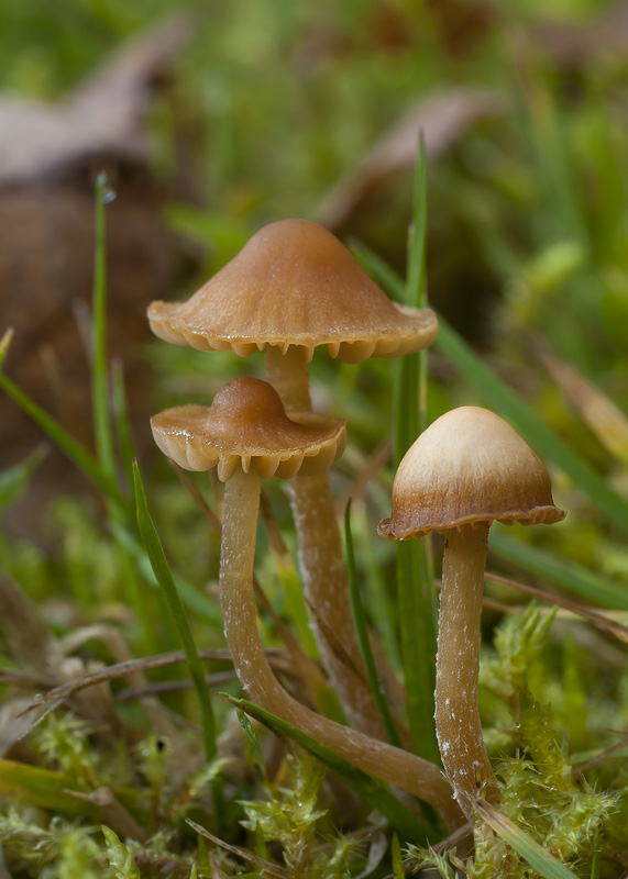 Galerina clavata